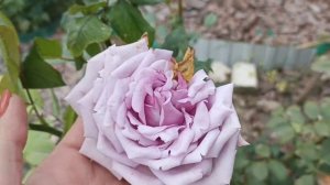 Роза Индиголетта/Indigoletta