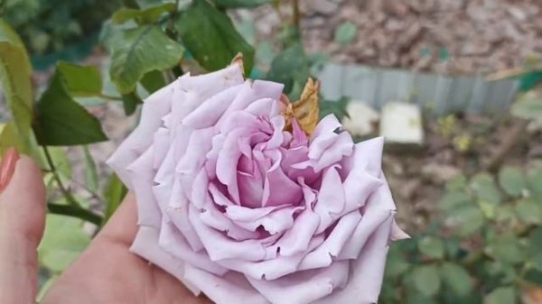 Роза Индиголетта/Indigoletta