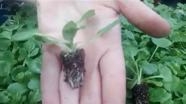 Ранункулюс, лютики, выращивание, уход, болезни. смотреть онлайн