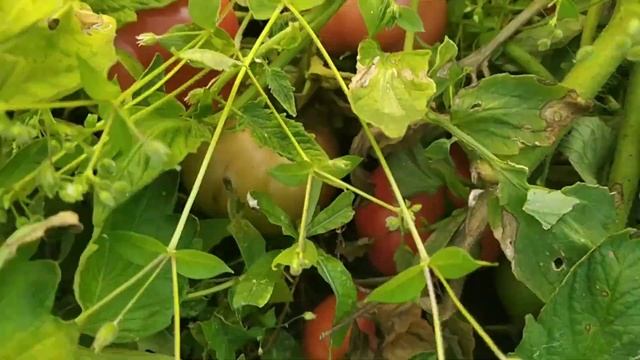 Томат БОБКАТ в открытом грунте без ухода. Отличный урожай! смотреть онлайн