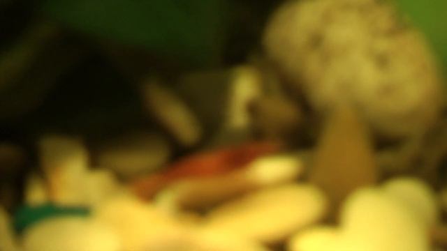Мир креветок и Тернеций в одном аквариуме. World of shrimp in the aquarium смотреть онлайн