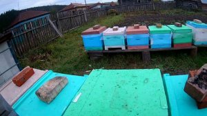 Ошибки при постановке полосок от варроатоза