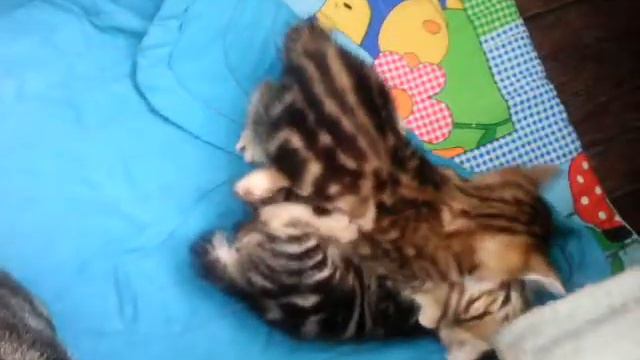 Афина и Ангела Курбобики смотреть онлайн