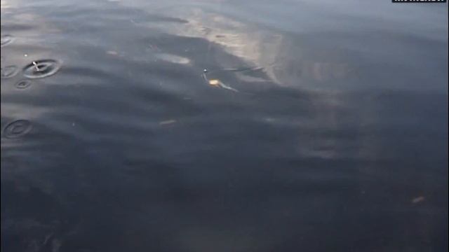 как поймать лосося? В поисках клева 9 смотреть онлайн