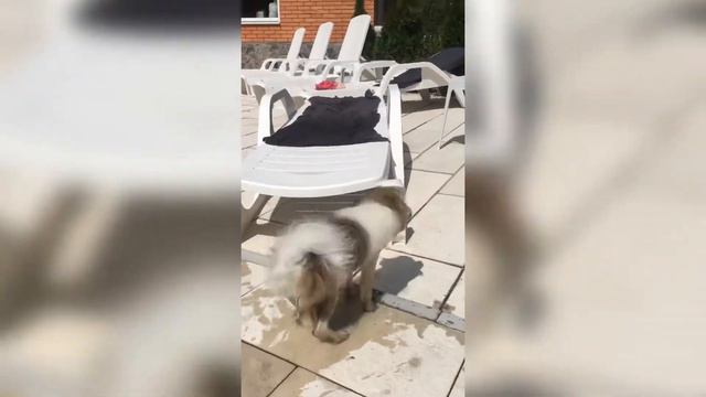 ШПИЦ плавает в бассейне смотреть онлайн