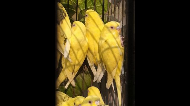 Healthy And Active Nail Tail fly | Budgies split 7 red eye piece 8 black eye for sale | m.t pak bir смотреть онлайн