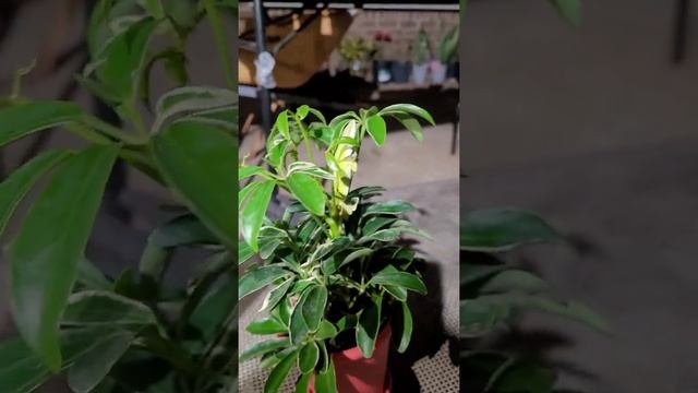 Umbrella Plant Schefflera "Moondrop | with green lizard resting смотреть онлайн