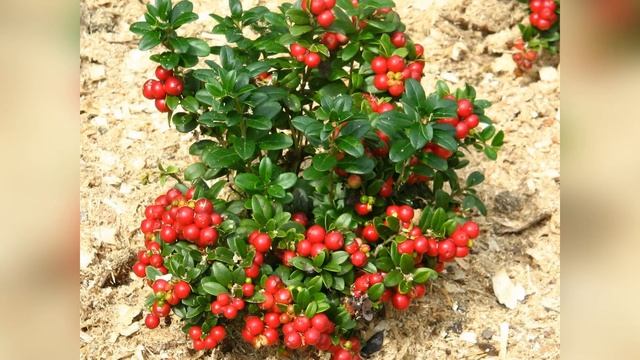 Брусника Ред Перл Red Perl смотреть онлайн