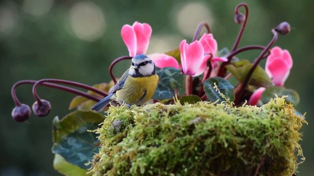 Forgotten Dreams - Волшебная музыка для всех! Послушайте! Сергей Грищук смотреть онлайн