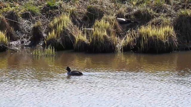 Telkkä ja Varis смотреть онлайн