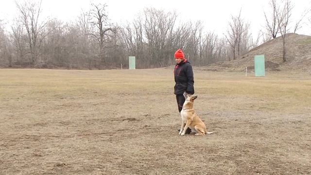 Бельгийская овчарка МАЛИНУА. Дрессировка. Послушание. IPO:  раздел B