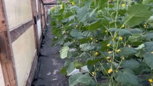 Сборы огурца 13.08.2022г.Огурец Северин F1.Огурец Бьерн F1.Обзор растений