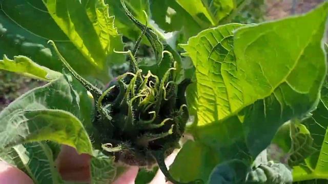 Розарий радости