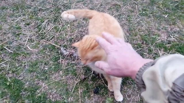 Само изоляция по деревенски смотреть онлайн