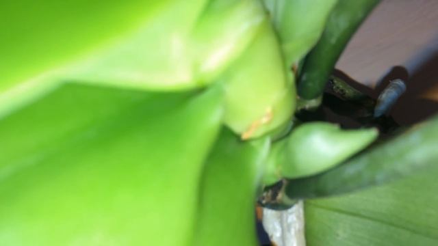 Орхидея фаленопсис Лиодоро 3 месяца после покупки. Содержание в открытой системе в воде без просушк смотреть онлайн