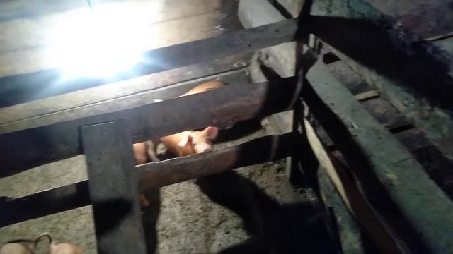 Свинья вампир.Она съела своё дитя. свиноматка канибал. смотреть онлайн