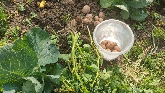 Молодая картошка. 08.07.2021 Ленинградская область. смотреть онлайн