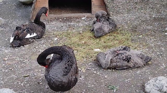 Подросшие птенцы черных лебедей