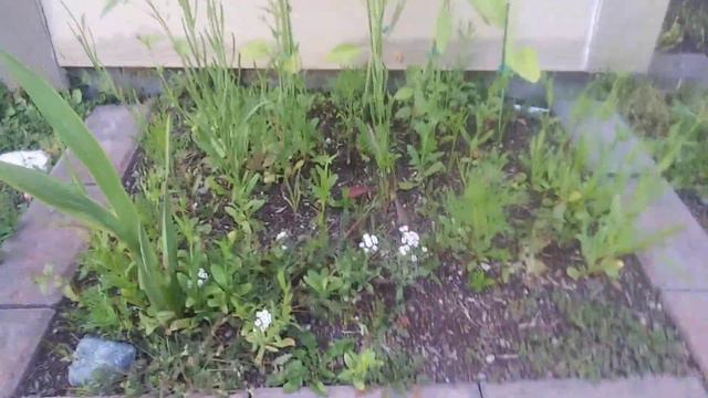 Outdoor Garden Update and Growth July 8th 2022