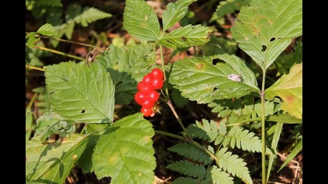 Природа Вятки смотреть онлайн