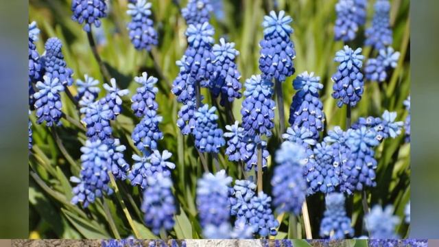 МУСКАРИ, или МЫШИНЫЙ ГИАЦИНТ, или ГАДЮЧИЙ ЛУК (MUSCARI) сем. Гиацинтовые смотреть онлайн