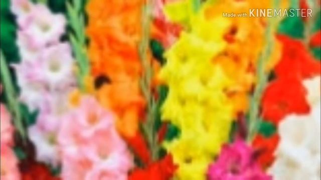 Какой ты цветок по знаку зодиака /? смотреть онлайн