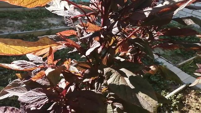 ОСА и амарант что общего??? РОССИЯ ВОЛГОГРАД смотреть онлайн