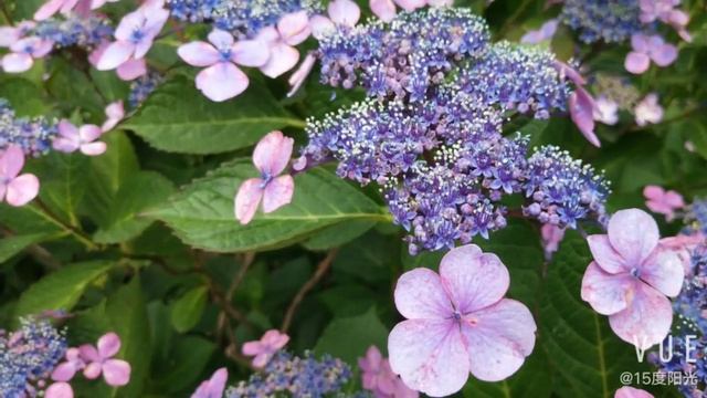 Hydrangea Serrata