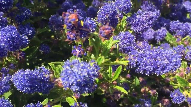 Bees on ceanothus смотреть онлайн
