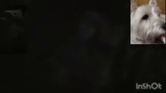 ПОЧЕМУ СОБАКА БЕЗ ПОВОДКА смотреть онлайн