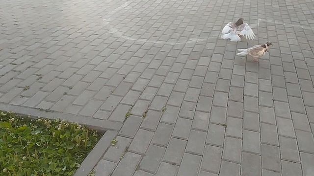 Реакция прохожих на ШАХМАТЫ смотреть онлайн