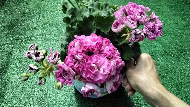 #466. Пеларгония Готика-вторая Анна Жанетт! смотреть онлайн