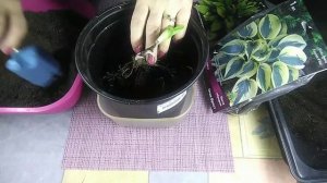 Хоста. Как сохранить до посадки в грунт.12 февраля 2021г.