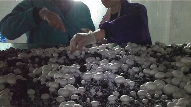 Прореживания шампиньонов.Основные правила сбора шампиньонов для начинающих.Учимся рядить. смотреть онлайн