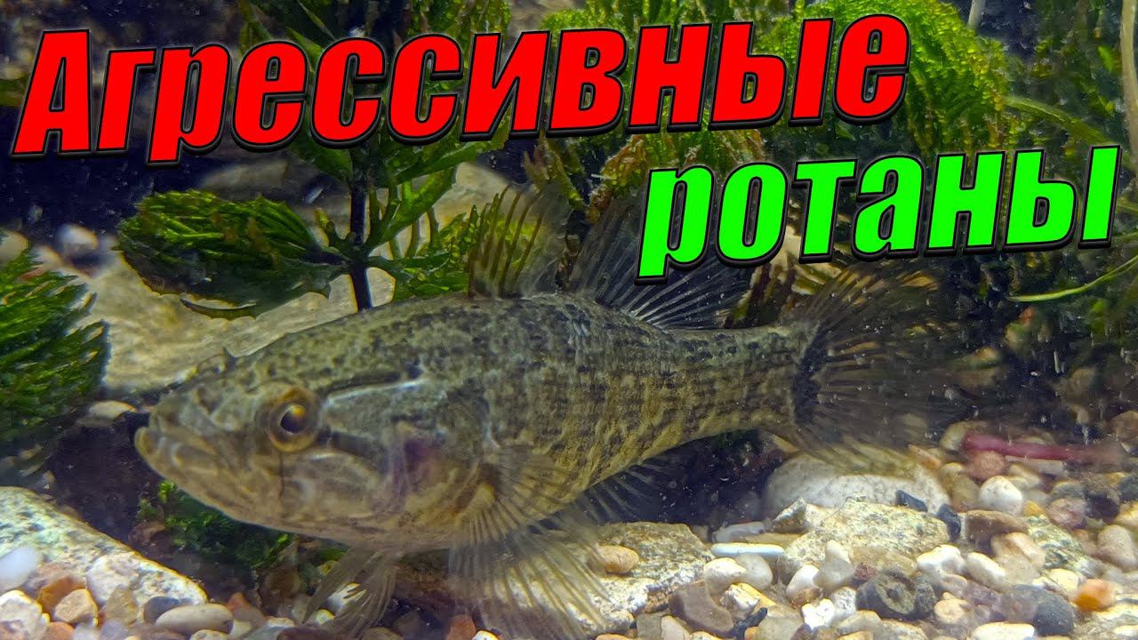 Агрессивные ротаны в аквариуме! Ротаны дерутся за корм! смотреть онлайн