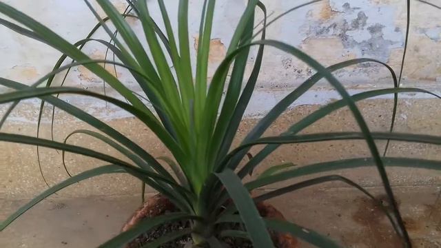 Nolina plant Tips|Palm|Munni kumari смотреть онлайн