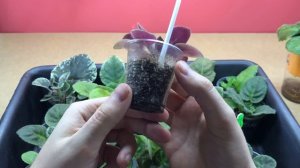 Как ПРАВИЛЬНО ПОЛИВАТЬ ДЕТКИ ФИАЛОК? 3 ОЧЕНЬ ВАЖНЫХ СОВЕТА!