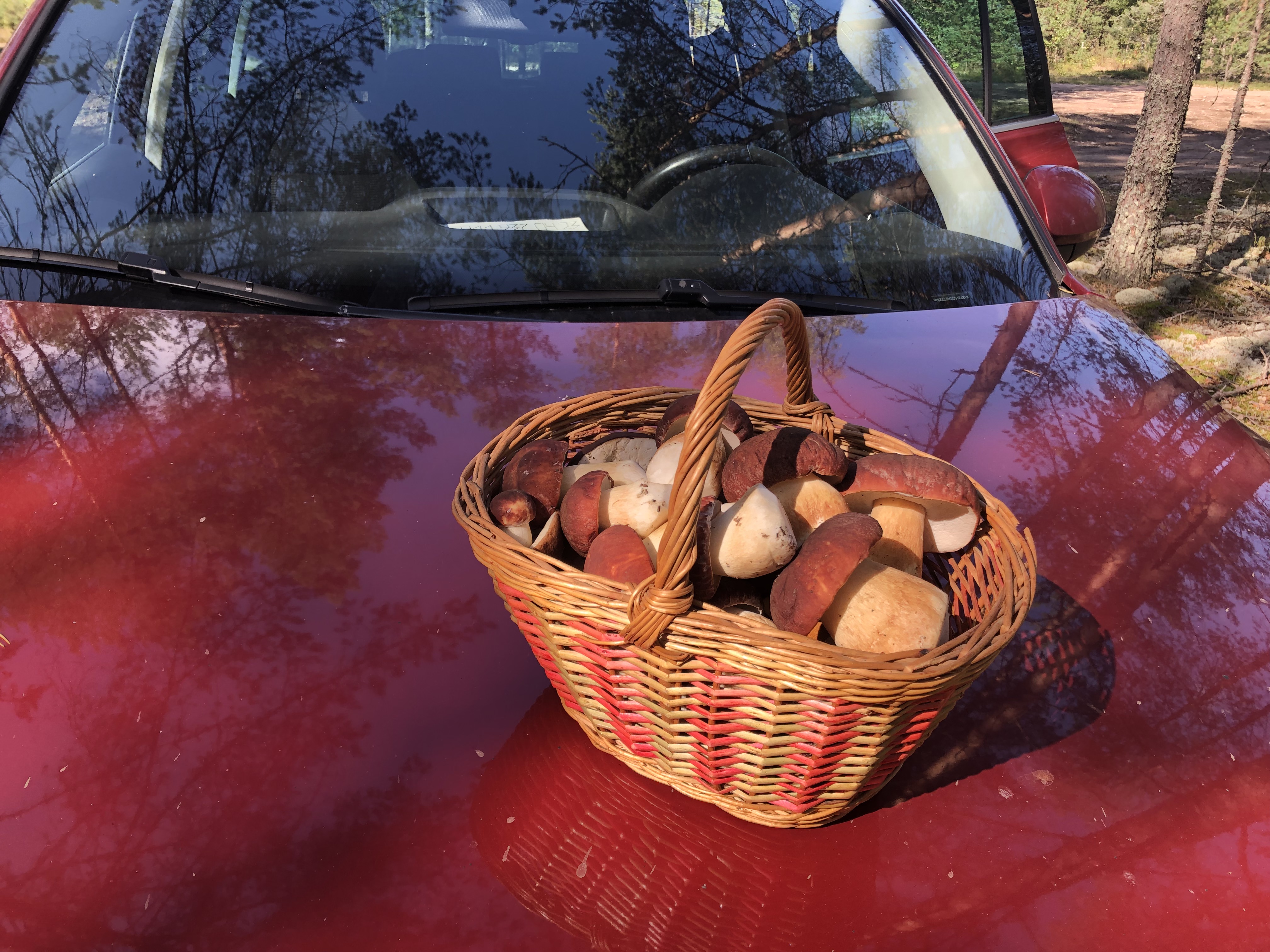 Грибочки смотреть онлайн