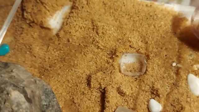 Муравейник смотреть онлайн