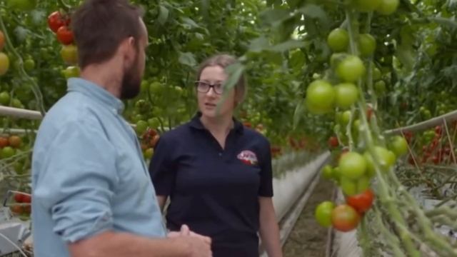 СРОЧНО!! Дайте своим помидорам и огурцам СОДУ и останетесь без урожая! смотреть онлайн