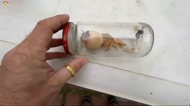 Королева азиатского шершня в ярости. Охотник на шершня (сезон 2022) смотреть онлайн