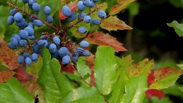 Посадка и Уход за МАГОНИЕЙ Падуболистной смотреть онлайн
