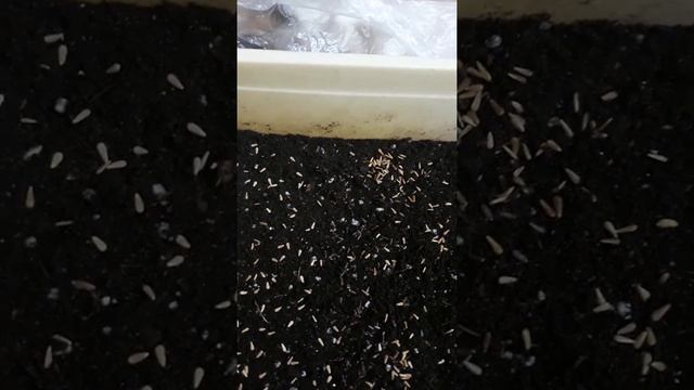 Астры/посев семян смотреть онлайн