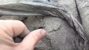 Золото в золе каменного угля.