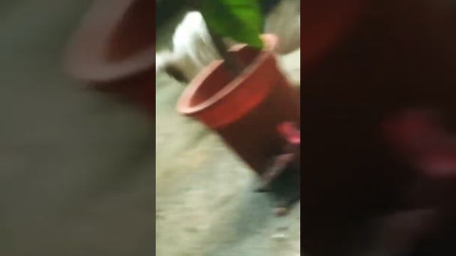 Челендж 2020 домашние животные|кто победит??? В этот раз по другому, и по сложнее!! :) смотреть онлайн