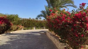 Обзор отеля Sharm Resort hotel 4*. Шарм резорт. Египет. Шарм-эль-Шейх. Мечта путешественника