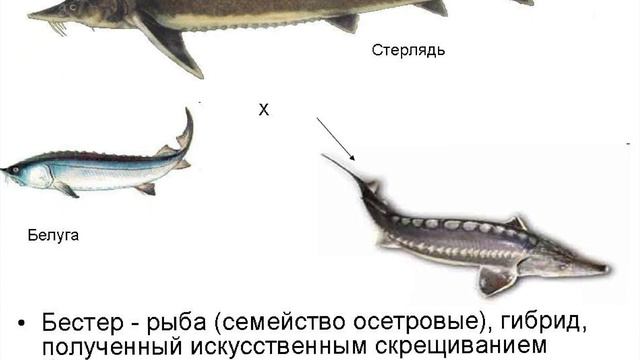 Почему 
