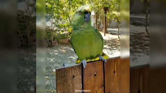 Красивое пение птиц. смотреть онлайн