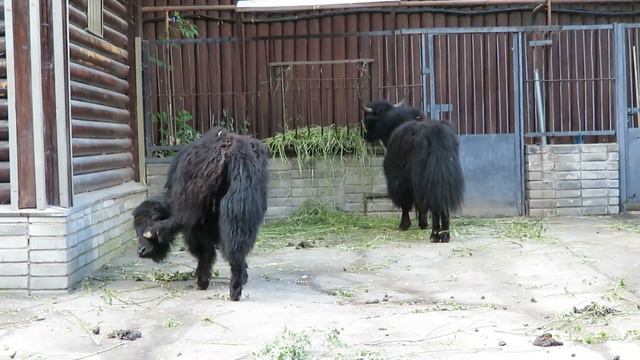 Людмила Васильевна Саповская. Домашний як. смотреть онлайн