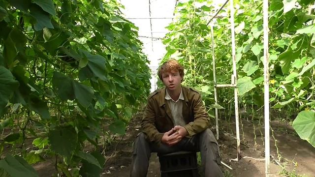 Коровий навоз как удобрение смотреть онлайн